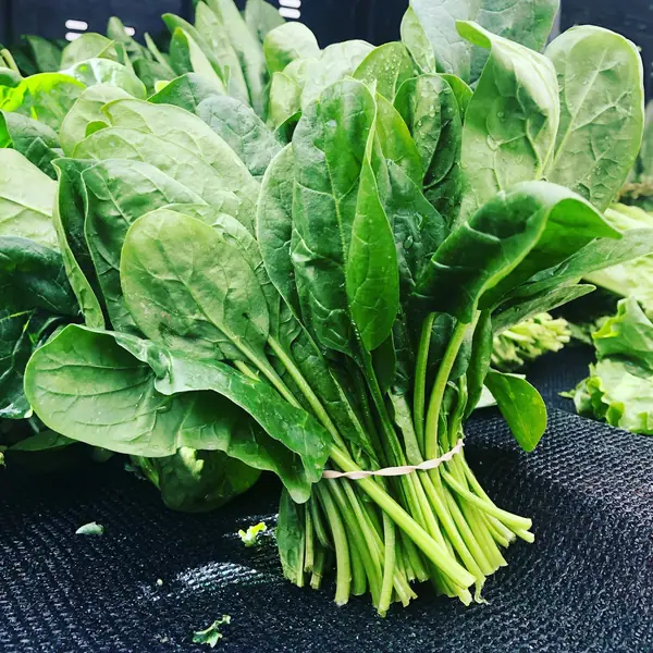 朝採れほうれん草